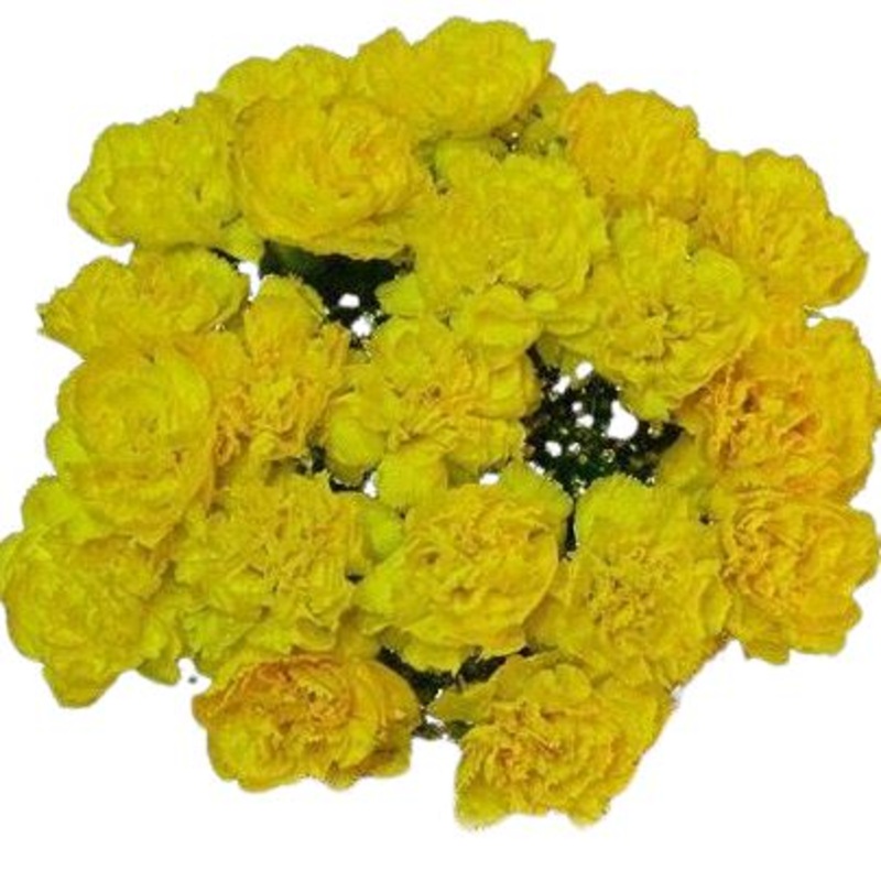 Yellow Carnations Bouquet-Small (10 stems) & Regular (20 stems) & Large (30 stems) & Extra Large (40 stems) & Luxury (50 stems) & Glamour (65 stems) & Exclusive Glamour (85 stems) & Premium (100 stems) & Premium Extra (120 stems) & Deluxe (150 stems) & De