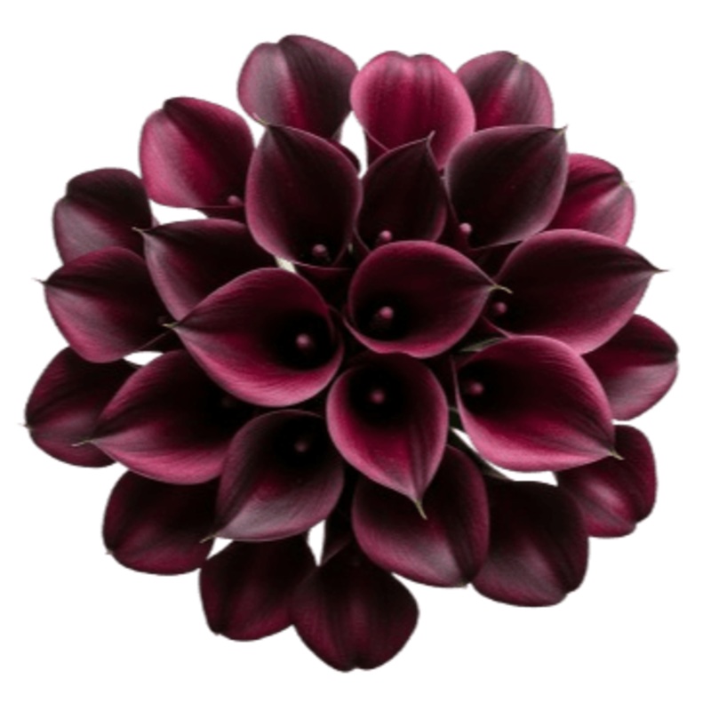 Burgundy Calla Lily Bouquet-Small (10 stems) & Regular (15 stems) & Large (20 stems) & Extra Large (25 stems) & Luxury (30 stems) & Galmour (50 stems) & Exclusive Glamour (70 stems) & Premium (85 stems) & Posh (100 stems)