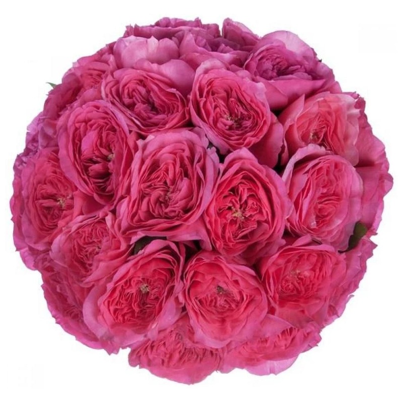 Cerise Luxury Garden Roses Bouquet