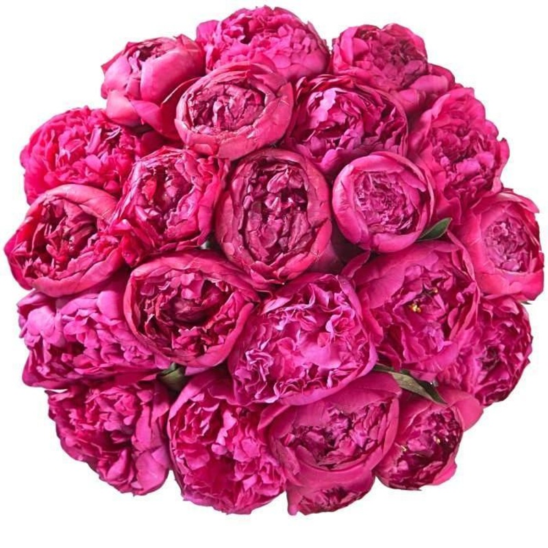 Cerise Peonies Bouquet-Extra Small (5 stems) & Small (7 stems) & Medium (10 stems ) & Standard (12 stems) & Standard Plus (15 stems) & Regular (20 stems ) & Large (30 stems) & Extra Large  (40 stems ) & Luxury (50 stems ) & Glamour (65 stems) & Exclusive