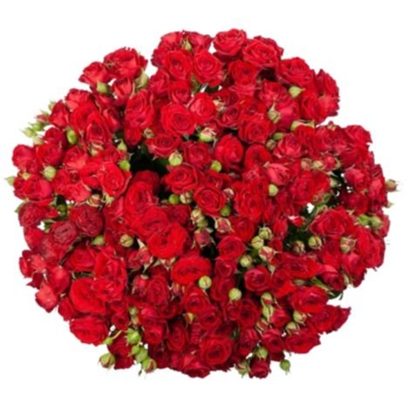 Classic Red Spray Roses Bouquet