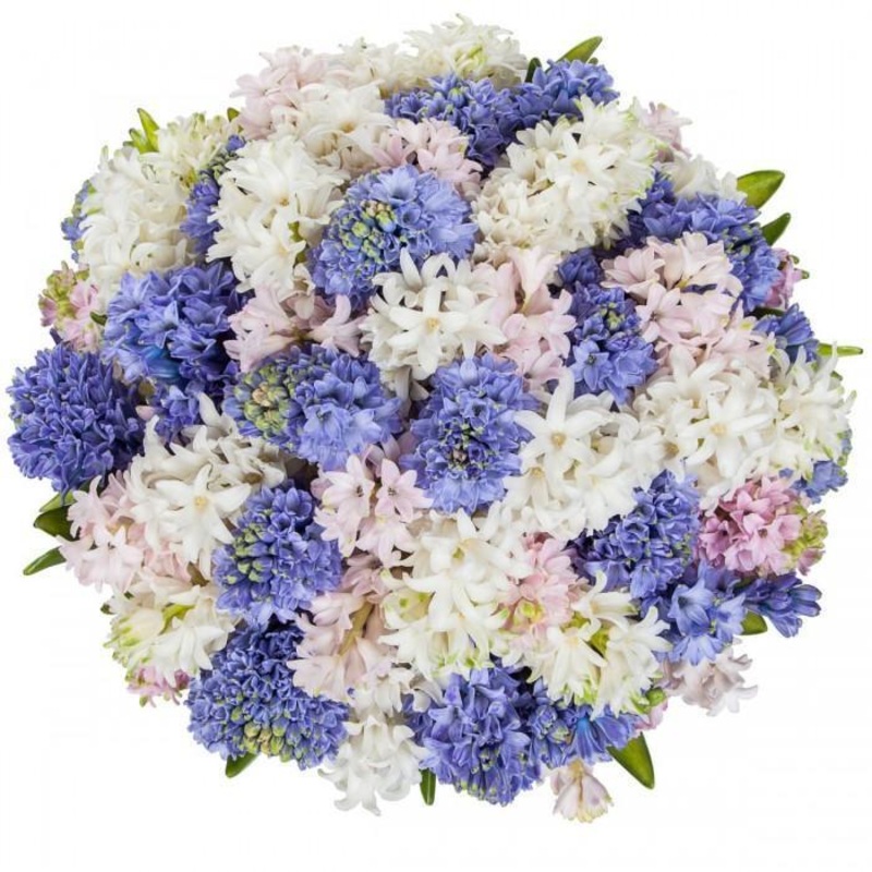 Colored Hyacinth Bouquet-Small (15 stems) & Regular (25 stems) & Medium (35 stems) & Large (40 stems) & Extra Large (50 stems) & Luxury (60 stems) & Glamour (70 stems) & Exclusive Glamour (80 stems) & Premium (100 stems)