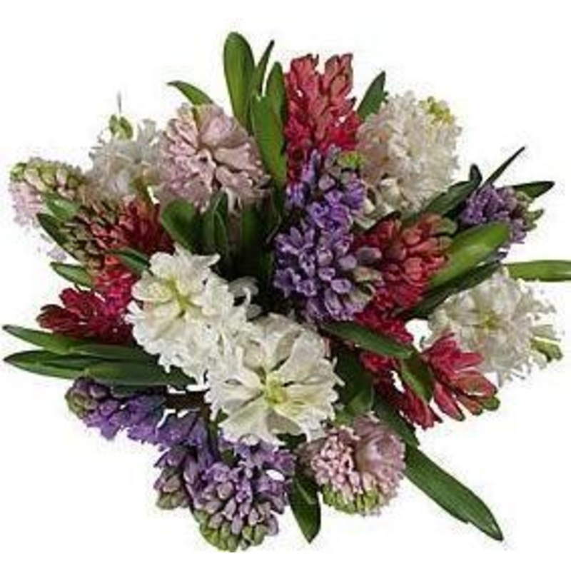 Colored Scented Hyacinth Bouquet