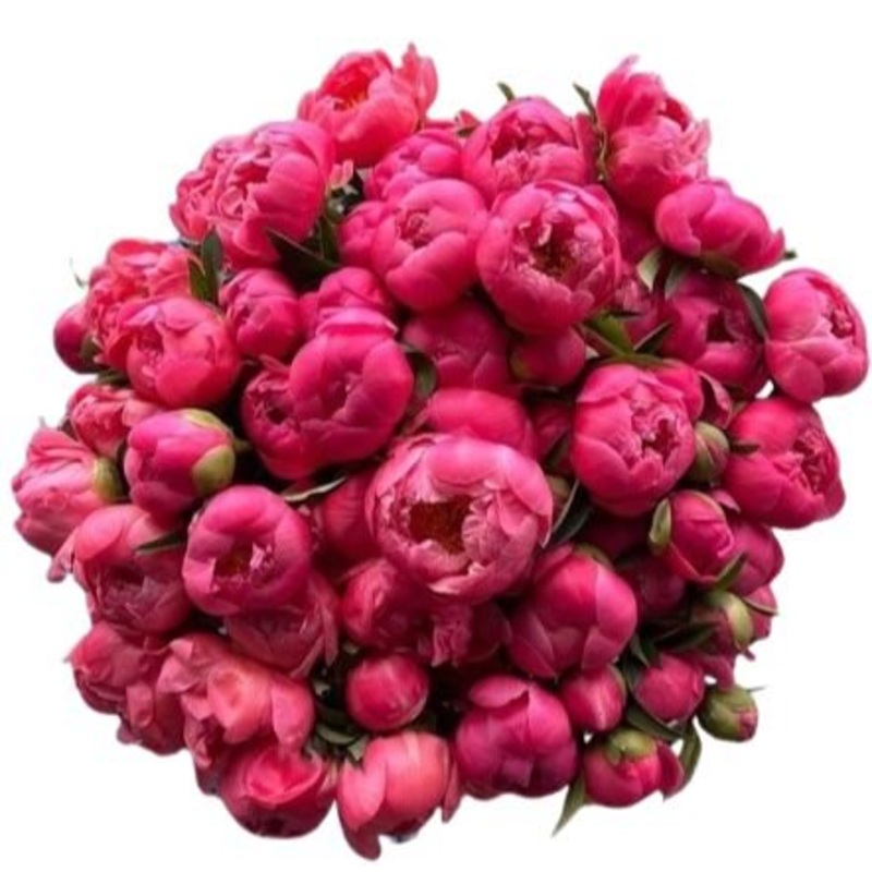 Coral Peonies Bouquet-Extra Small (5 stems) & Small (7 stems) & Medium (10 stems) & Standard (12 stems) & Standard Plus (15 stems) & Regular (20 stems) & Large (30 stems) & Extra Large (40 stems) & Luxury (50 stems) & Glamour ( 60 stems) & Exclusive Glamo