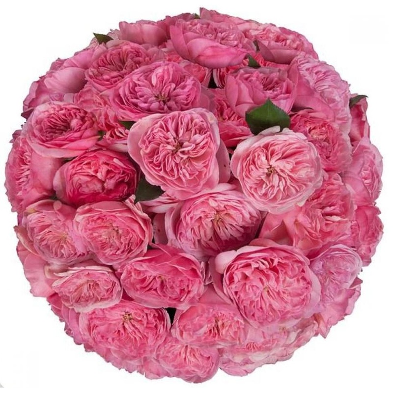 Princess Garden Roses Bouquet-12 stems & 24 stems & 36 stems & 48 stems & 60 stems & 72 stems & 84 stems & 96 stems & 108 stems & 120 stems & 132 stems & 144 stems & 156 stems & 168 stems & 180 stems