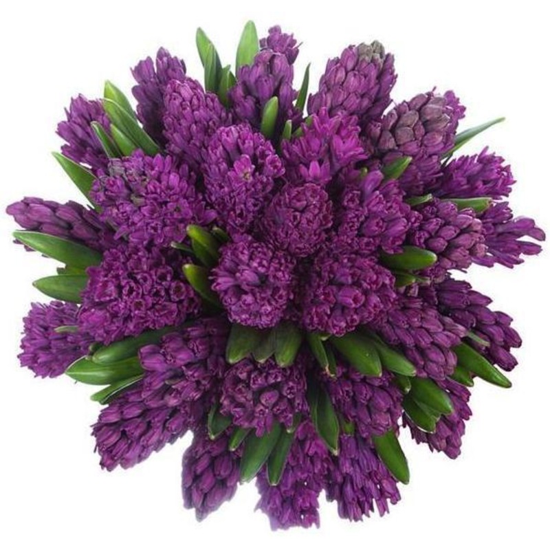 Purple Hyacinth Bouquet-Extra Small (10 stems) & Small (15 stems) & Regular (20 stems) & Medium (25 stems) & Large (30 stems) & Extra Large (40 stems) & Luxury (50 stems) & Glamour (65 stems) & Exclusive Glamour (85 stems) & Posh (100 Stems)