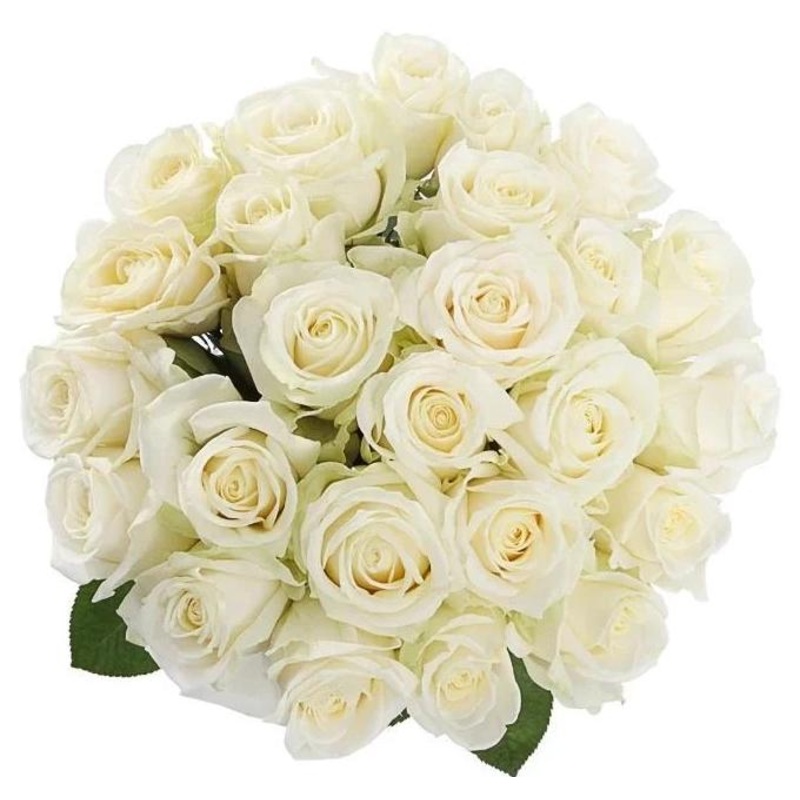 White Roses Bouquet-10 stems & 12 stems & 15 stems & 20 stems & 24 stems & 30 stems & 36 stems & 40 stems & 48 stems & 50 stems & 55 stems & 60 stems & 65 stems & 70 stems & 75 stems & 80 stems & 85 stems & 90 stems & 95 stems & 100 stems & 120 stems & 15
