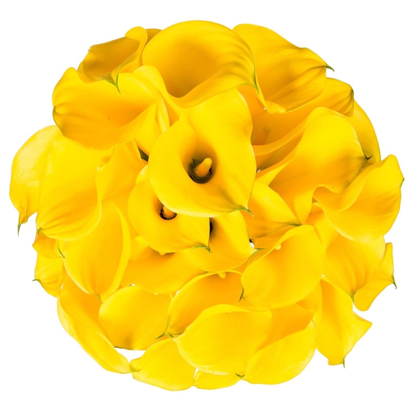 Yellow Calla Lily Bouquet-Small (10 stems) & Regular (15 stems) & Large (20 stems) & Extra Large (25 stems) & Luxury (30 stems) & Galmour (50 stems) & Exclusive Glamour (60 stems) & Premium (80 stems) & Posh (100 stems)