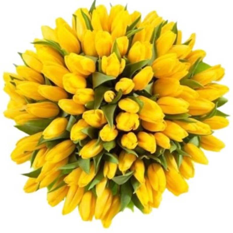 Yellow Tulips Bouquet-Extra Small (10 stems) & Small (15 stems) & Medium (20 stems) & Regular (25 stems) & Large (30 stems) & Extra Large (35 stems) & Luxury (40 stems) & Glamour (50 stems) & Exclusive Glamour (60 stems) & Premium (80 stems) & Premium Ext