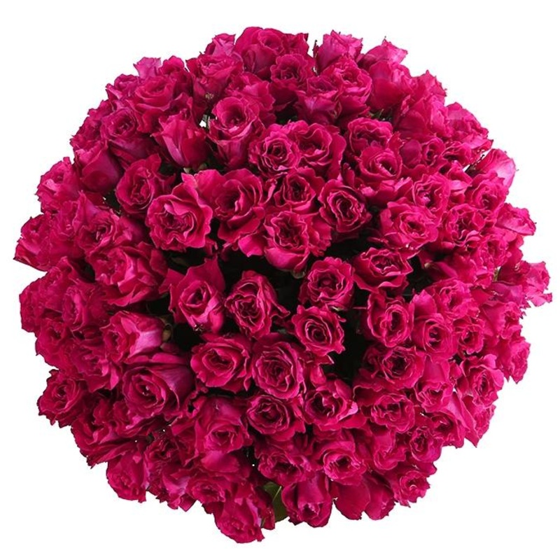 Cerise Roses Bouquet-10 stems & 12 stems & 15 stems & 20 stems & 24 stems & 30 stems & 36 stems & 40 stems & 48 stems & 50 stems & 55 stems & 60 stems & 65 stems & 70 stems & 75 stems & 80 stems & 85 stems & 90 stems & 95 stems & 100 stems & 120 stems & 1