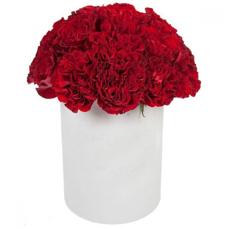Delightful Carnations Box-Small (10 stems) & Regular (20 stems) & Large (30 stems) & Extra Large (40 stems) & Luxury (50 stems) & Exclusive (60 stems) & Exclusive Glamour (80 stems) & Premium (100 stems) & Premium Extra (140 stems) & Premium Plus (180 ste