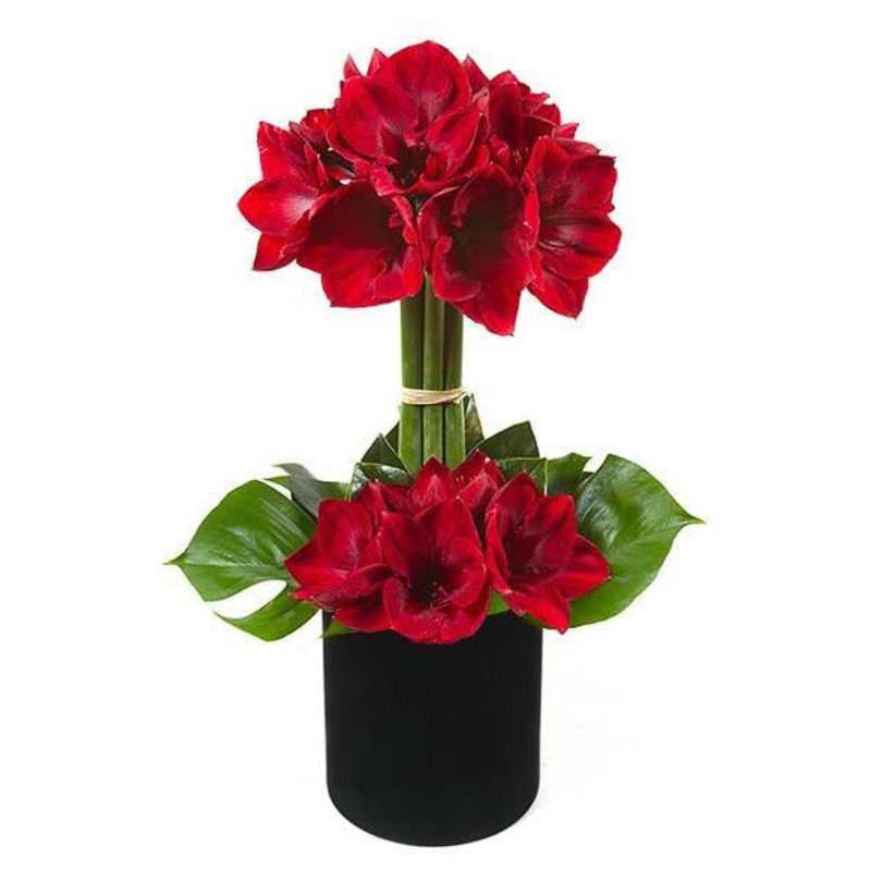 Luxury Amaryllis Hat Box-Small (4 stems) & Regular (6 stems) & Large (8 stems) & Luxury (10 stems) & Glamour (12 stems)-Red Amaryllis & Red/White Amaryllis & Pink Amaryllis & Peach Amaryllis & White Amaryllis & Pink Blush Amaryllis-Black Box & Red Box & C