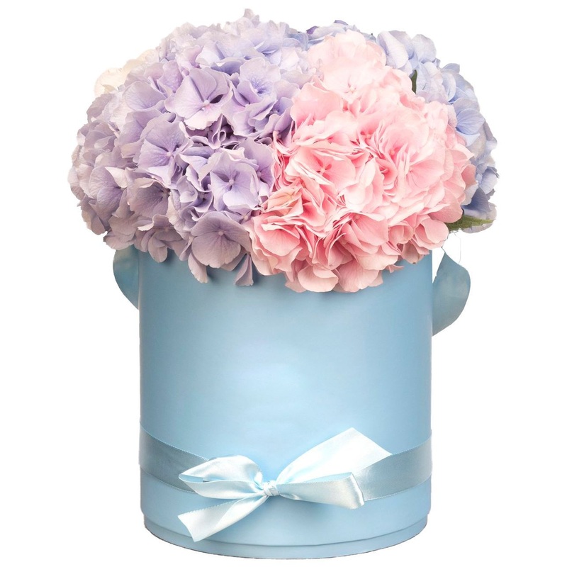 Pastel Hydrangea Box-Extra Small (3 stems) & Small (5 stems) & Regular (7 stems) & Large (10 stems) & Extra Large (12 stems) & Luxury (15 stems) & Glamour (20 stems) & Exclusive Glamour (25 stems) & Premium (30 stems) & Premium Extra (40 stems) & Posh (50