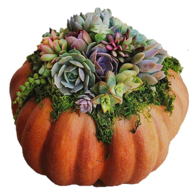 Pumpkin and Mini Succulents Arrangement