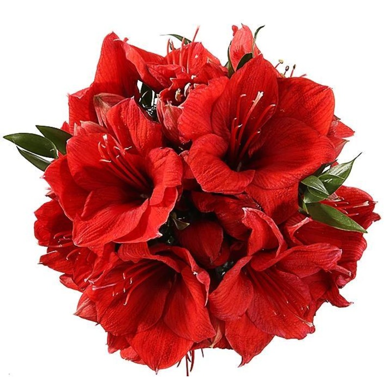 Red Amaryllis Bouquet-Small (3 stems) & Regular (5 stems) & Large (7 stems) & Extra Large (10 stems) & Luxury (12 stems) & Glamour (15 stems) & Exclusive Glamour (20 stems) & Premium (25 stems) & Deluxe (30 stems) & Posh (35 stems)