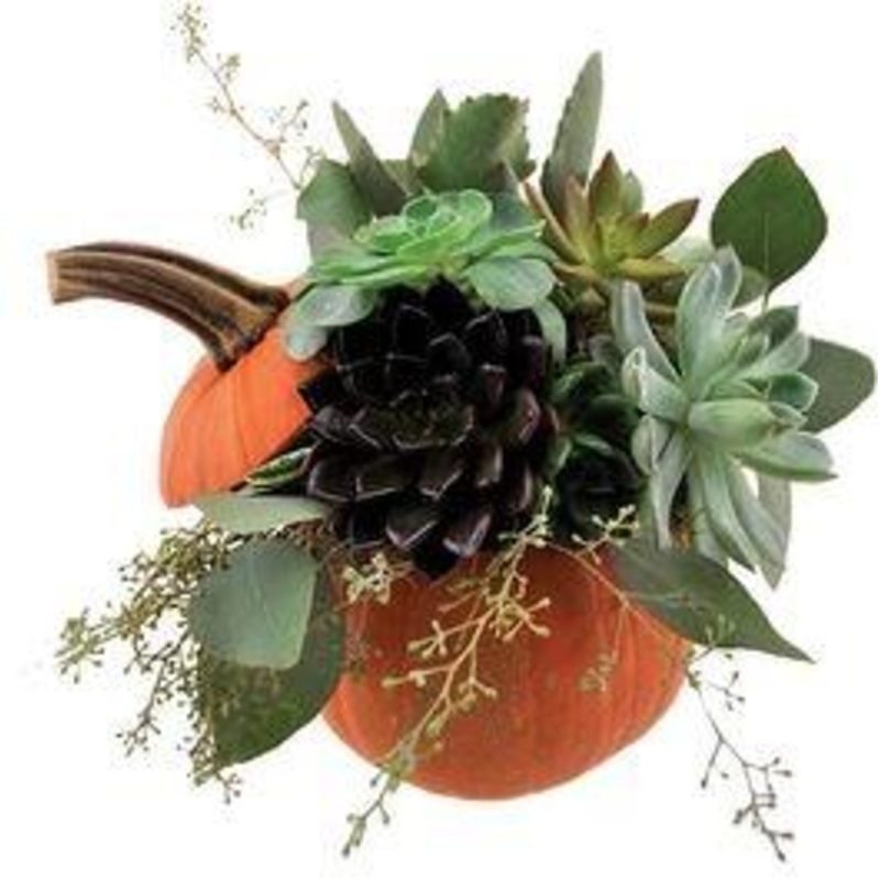 Succulent Halloween Pumpkin