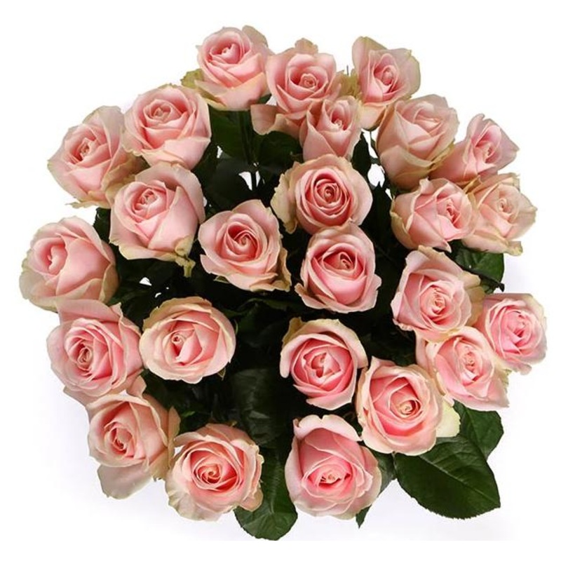Sweet Pink Avalanche Roses Bouquet