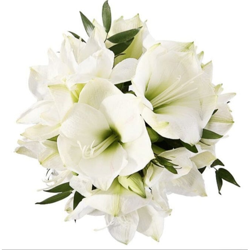 White Amaryllis Bouquet-Small (3 stems) & Regular (5 stems) & Large (7 stems) & Extra Large (10 stems) & Luxury (12 stems) & Glamour (15 stems) & Exclusive Glamour (18 stems) & Premium (20 stems) & Deluxe (25 stems) & Posh (30 stems)