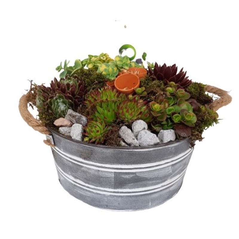 Assorted Sempervivum Arrangement in Pot