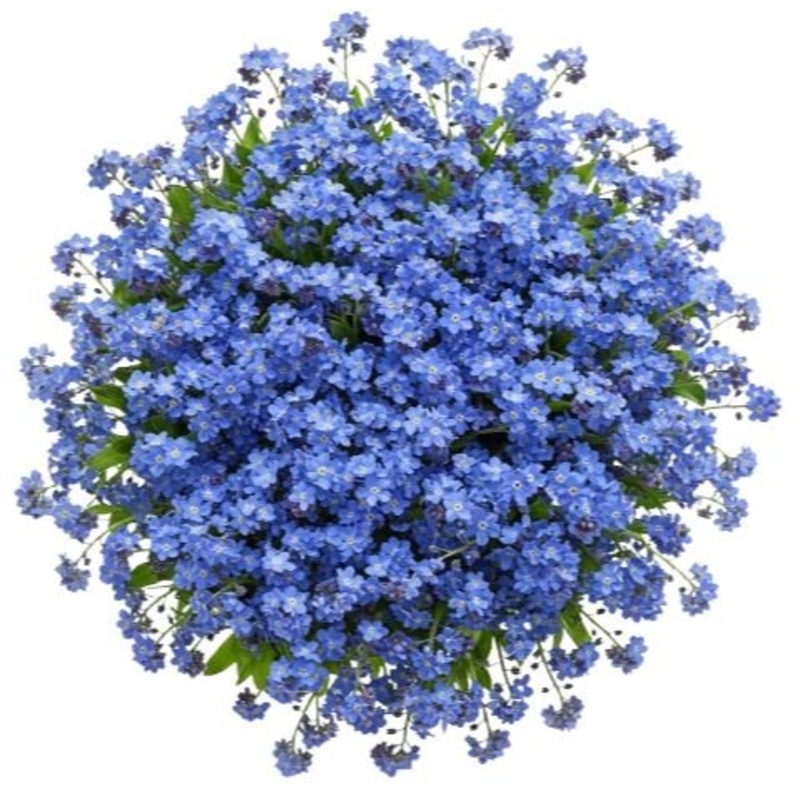 Blue Forget Me Not Bouquet-Extra Small (10 stems) & Small (20 stems) & Regular (30 stems) & Large (40 stems) & Extra Large (50 stems) & Luxury (60 stems) & Glamour (70 stems) & Exclusive Glamour 80 stems) & Premium (90 stems) & Premium Extra (100 stems) &