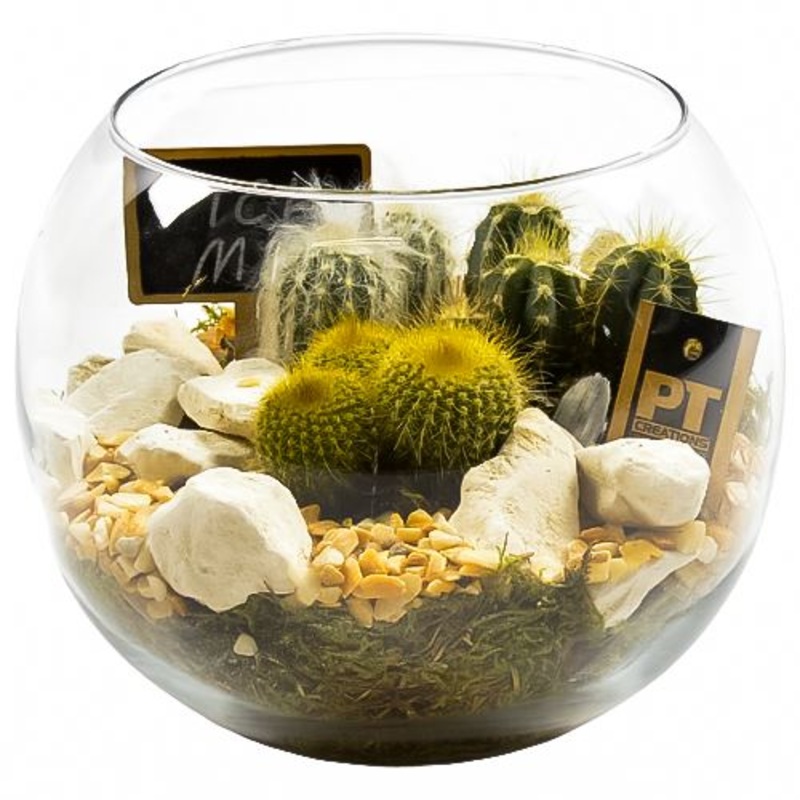 Cactus Terrarium in Glass Bowl