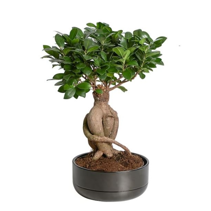 Ficus Microcarpa H:35cm-Black Pot & White Pot