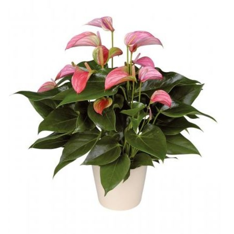 Luxury Anthurium Ceramic Pot-Regular ( 1 plant) & Large (2 plant) & Luxury (3 plant) & Glamour (4 plant)-H: 35cm-45cm & H: 50cm-60cm-White Anthurium & Pink Anthurium & Light Pink Anthurium & Red Anthurium & Purple Anthurium