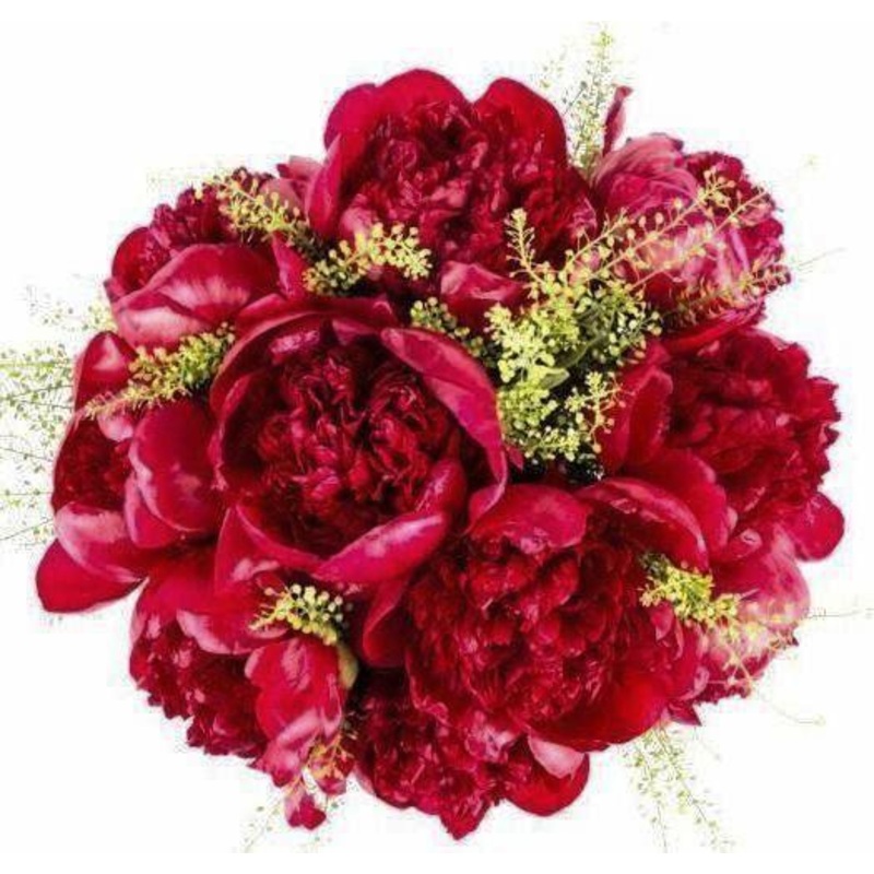 Ruby Red Peony Bouquet-Extra Small (5 stems) & Small (10 stems) & Regular (15 stems) & Large (20 stems) & Extra Large (25 stems) & Luxury (30 stems) & Glamour (50 stems) & Exclusive Glamour (70 stems) & Premium (85 stems) & Posh (100 stems)