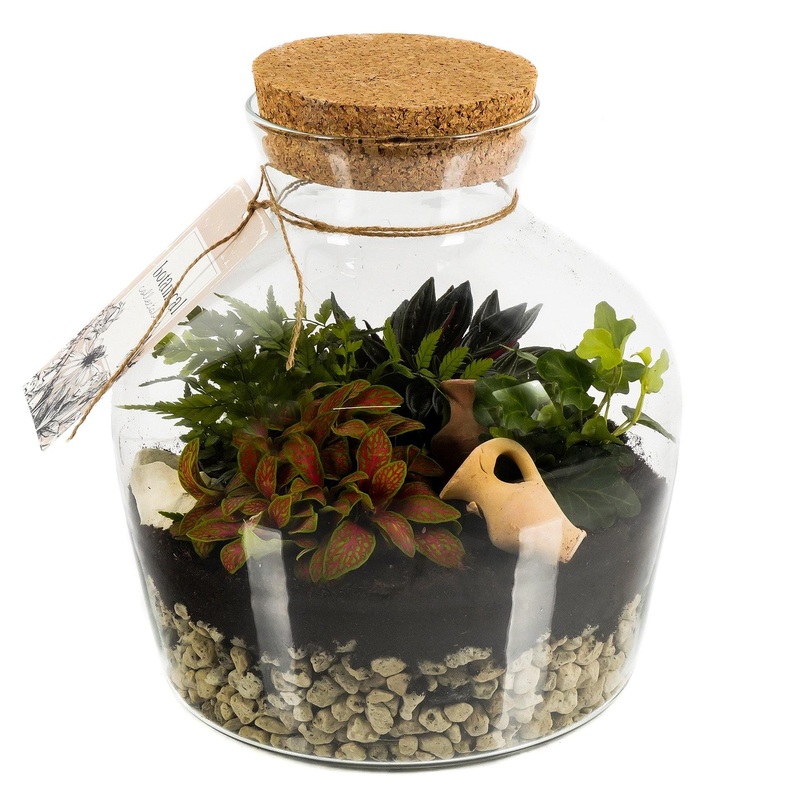 Terrarium with Assorted Mini Plants