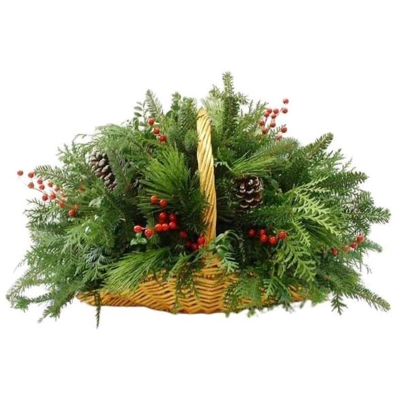 Conifer in Basket