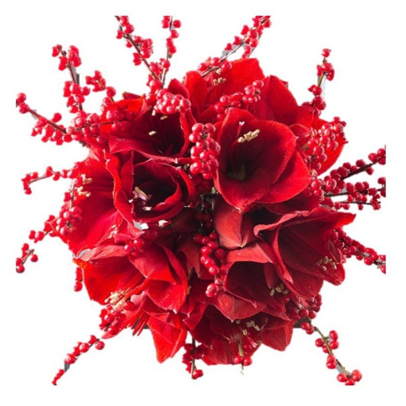 Red Amaryllis with Ilex Bouquet