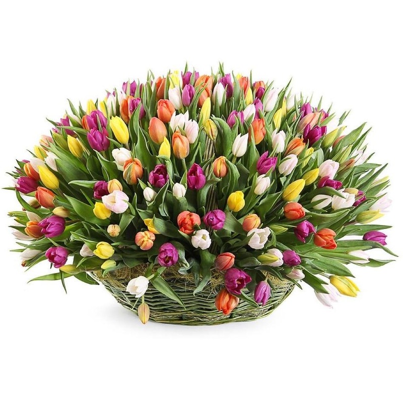Basket of Colorful Tulips-Medium (45 stems) & Regular (60 stems) & Large (75 stems) & Extra Large (90 stems) & Luxury (100 stems) & Glamour (115 stems) & Exclusive Glamour (130 stems) & Premium (150 stems) & Posh (200 stems)-Mix of Colors & Pink and Purpl