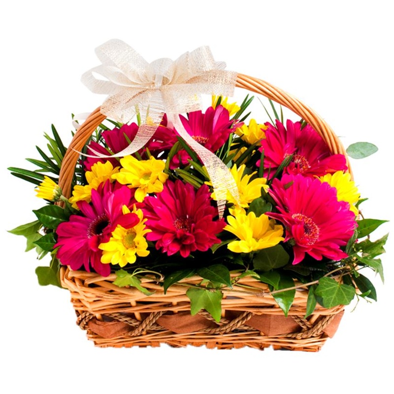Basket of Gerbera Flowers-Small (20 stems) & Medium (30 stems) & Large (40  stems) & Extra Large (50 stems) & Luxury (65 stems) & Glamour (80 stems)-Cerise and Yellow & Light Pink and Yellow & White and Yellow & Light Pink and White & Cerise and White & O