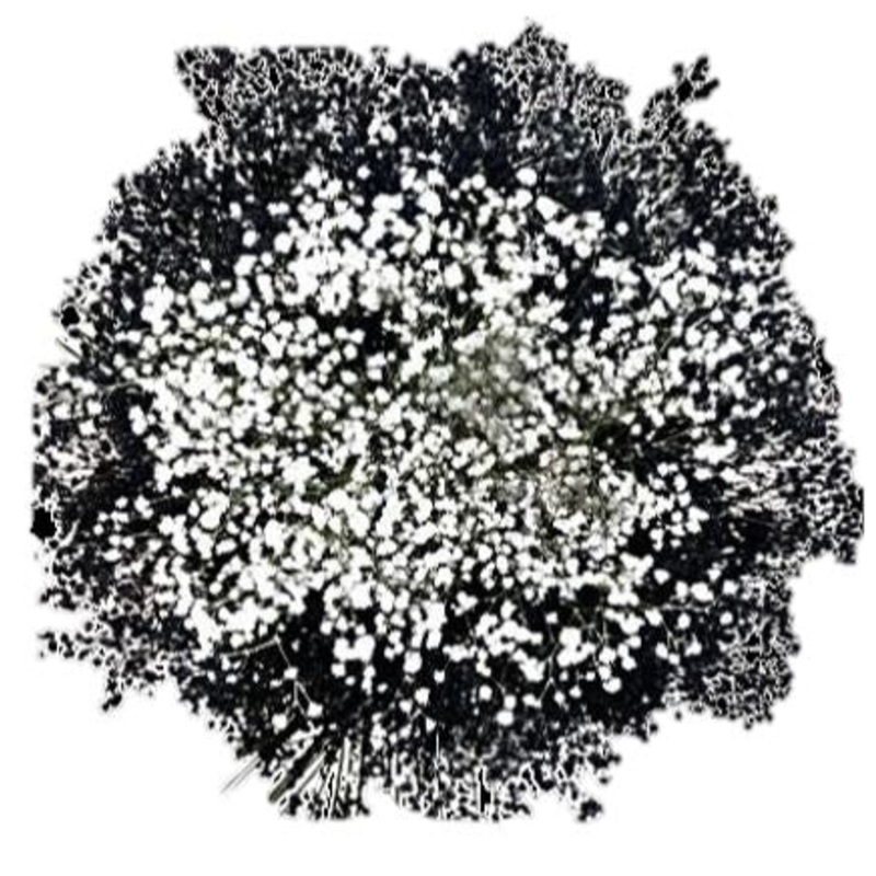 Black and White Baby’s Breath Flower Bouquet