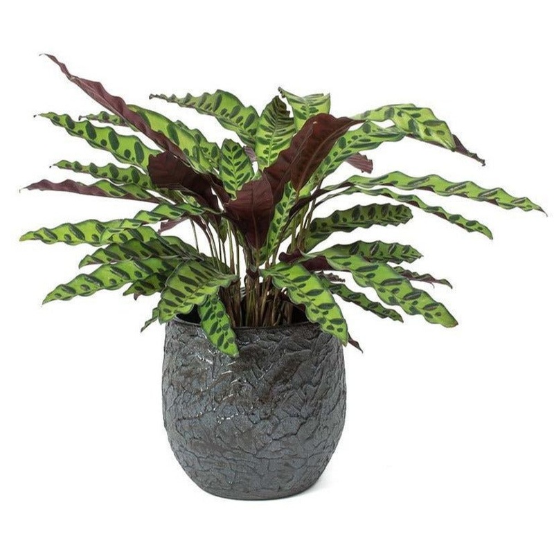 Calathea Lancifolia in Pot-Small (1 plant) & Regular (2 plants) & Large (3 plants) & Luxury (4 plants)-(H: 45cm – 50cm) & (H: 65cm – 80cm)-White Pot & Black Pot & Gray Pot & Earth Pot & Nursery Pot