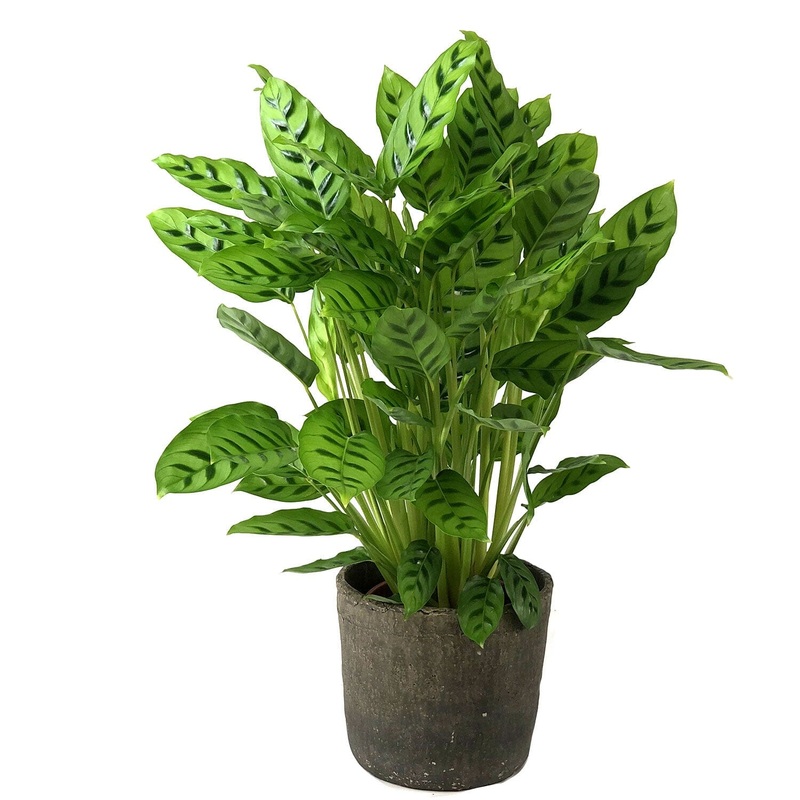 Calathea Leopardina in Pot-Small (1 plant) & Medium (2 plants) & Large (3 plants) & Luxury (4 plants)-(H: 45cm – 50cm) & (H: 65cm – 80cm)-White Pot & Earth Pot & Gray Pot & Black Pot & Terracota Pot & Nursery Pot