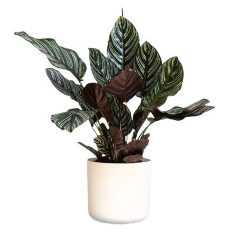 Calathea Sanderina in Pot-(H: 45cm – 50cm) & (H: 65cm – 80cm)-Small (1 plant) & Regular (2 plant) & Large (3 plant) & Luxury (4 plant)-White Pot & Black Pot & Gray Pot & Green Pot & Gold Pot & Nursery Pot