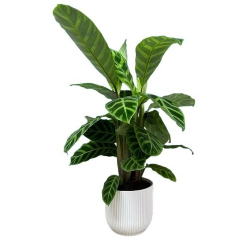 Calathea Zebrina in Pot-Regular (H: 45cm – 50cm) & Large (H: 65cm – 80cm)-White Pot & Gray Pot & Black Pot & Gold Pot & Earth Pot & Nursery Pot