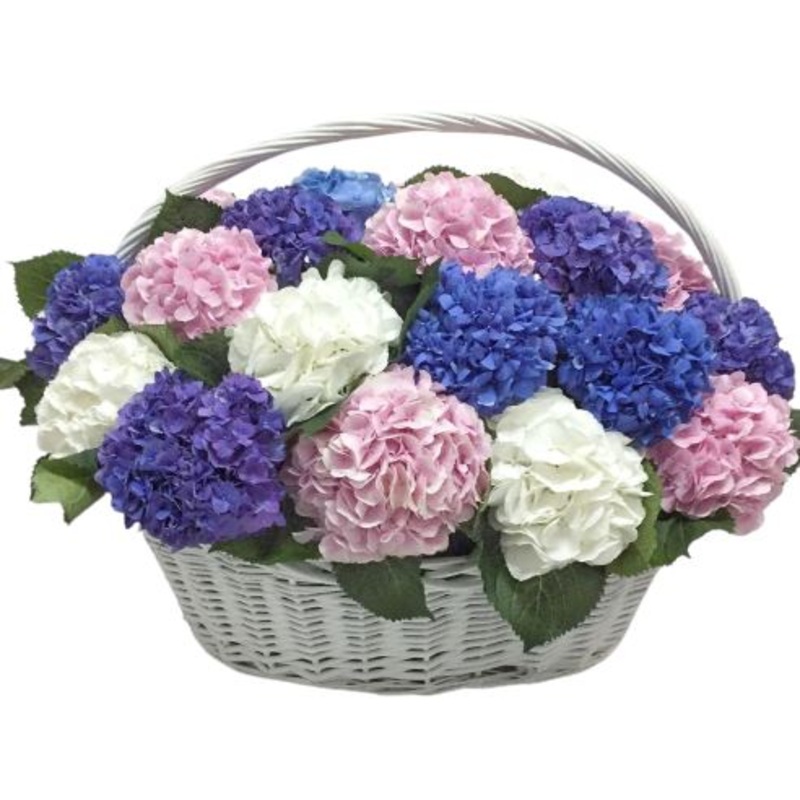 Colorful Hydrangea in Basket-Extra Small (7 stems) & Small (10 stems) & Regular (15 stems) & Large (20 stems) & Extra Large (25 stems) & Luxury (30 stems) & Glamour (40 stems) & Exclusive Glamour (50 stems) & Premium (60 stems) & Premium Extra (80 stems)