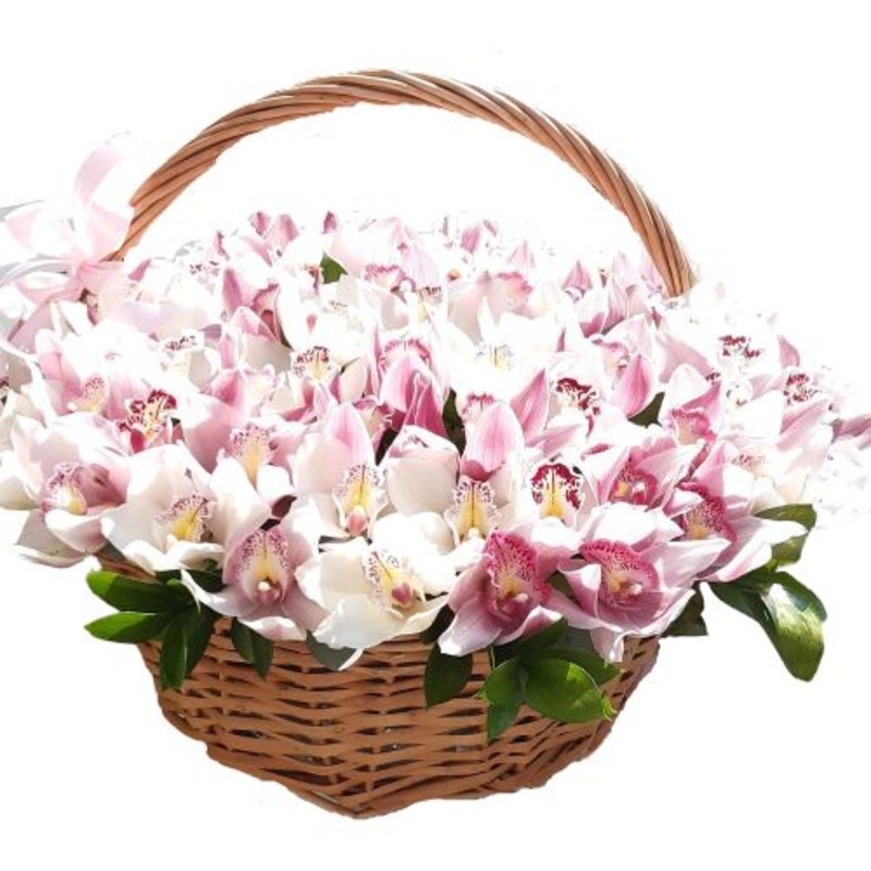 Cymbidium Orchids in Basket-Extra Small (10 stems) & Small (15 stems) & Regular (20 stems) & Medium (25 stems) & Large (30 stems) & Extra Large (40 stems) & Luxury (55 stems) & Glamour (70 stems) & Exclusive Glamour (85 stems) & Premium (100 stems)-Pink a