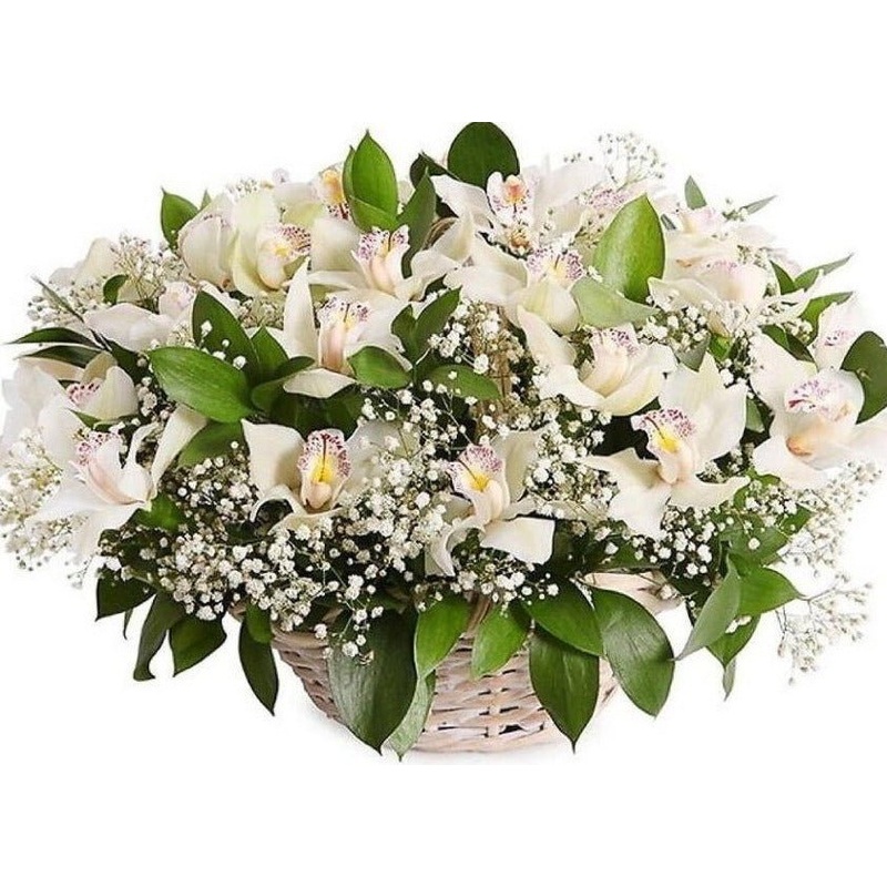 Cymbidium with Gypsophila Basket