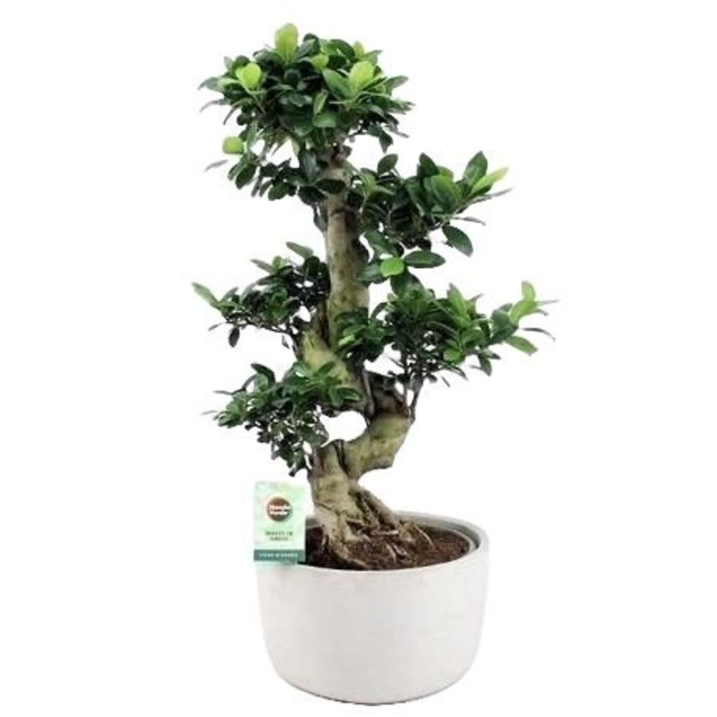 Ficus Ginseng Microcarpa 65cm-White Ceramic Pot & Black Ceramic Pot & Gray Ceramic Pot & Nursery Pot