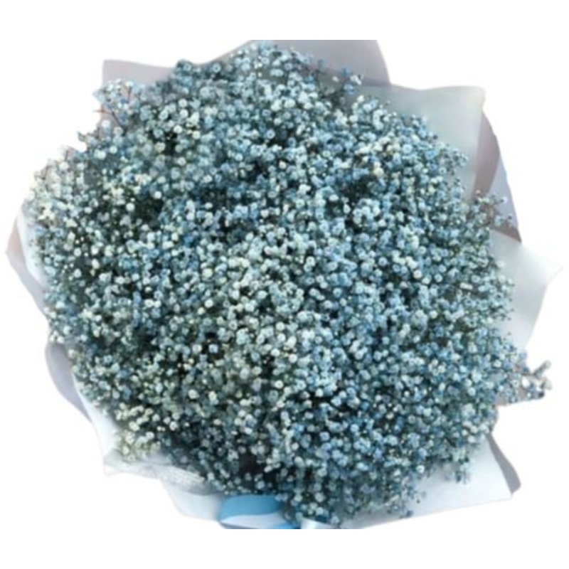 Light Blue Gypsophila Bouquet-Extra Small (10 stems) & Small (15 stems) & Regular (20 stems) & Medium (25 stems) & Standard Plus (30 stems) & Large (35 stems) & Extra Large (45 stems) & Luxury (55 stems) & Glamour (70 stems) & Exclusive Glamour (85 stems)