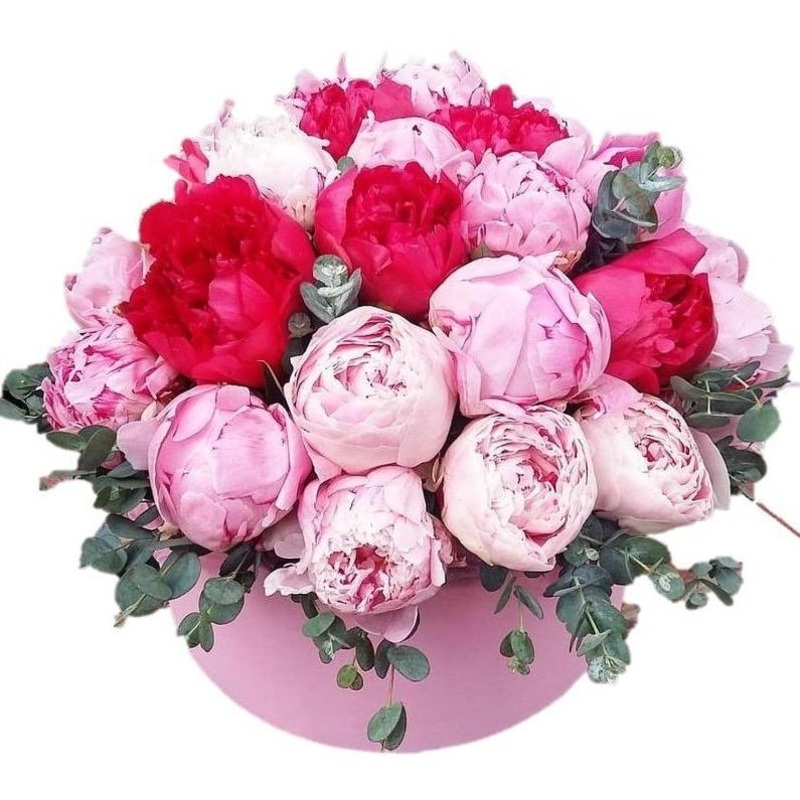 Pink and Cerise Peonies Box-Small (10 stems) & Regular (14 stems) & Medium (20 stems) & Large (24 stems) & Extra Large (30 stems) & Luxury (35 stems) & Glamour (50 stems) & Exclusive Glamour (65 stems) & Premium (80 stems) & Premium Extra (120 stems) & Po