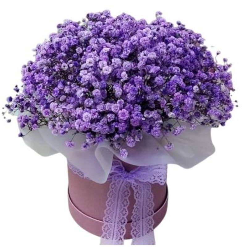 Purple Gypsophila Box-Extra Small (10 stems) & Small (15 stems) & Medium (20 stems) & Regular (25 stems) & Large (30 stems) & Extra Large (40 stems) & Luxury (55 stems) & Glamour (70 stems) & Exclusive Glamour (100 stems) & Premium (120 stems) & Posh (150