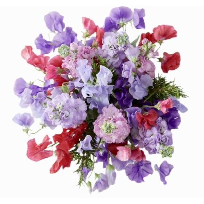 Sweet Pea and Stock Bouquet-Extra Small (15 stems) & Small (20 stems) & Regular (25 stems) & Medium (30 stems) & Large (40 stems) & Extra Large (50 stems) & Luxury (65 stems) & Glamour (80 stems) & Exclusive Glamour (100 stems) & Premium (130 stems) & Pre
