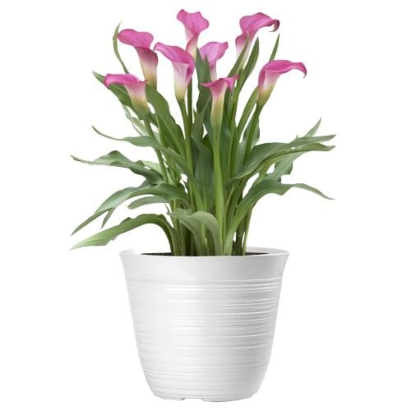 Calla Lily Ceramic Pot-Regular ( 1 plant) & Large (2 plant) & Luxury (3 plant) & Glamour (4 plant) & Exclusive Glamour (6 plant)-Pink Calla Lily & White Calla Lily & Burgundy Calla Lily & Yellow Calla Lily & Orange Calla Lily & Purple Calla Lily-H: 30cm-4