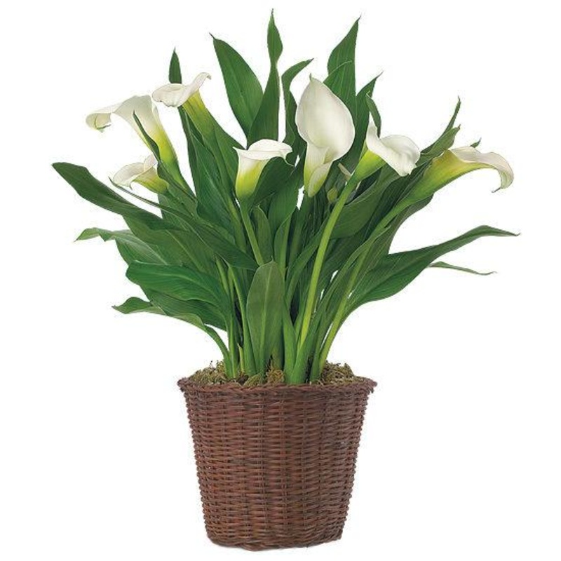 Calla Lily in Basket-Regular ( 1 plant) & Large (2 plants) & Luxury (3 plants) & Glamour (4 plants) & Premium (5 plants)-H: 35cm-45cm & H: 50cm-60cm-White Calla Lily & Burgundy Calla Lily & Pink Calla Lily & Yellow Calla Lily & Orange Calla Lily & Purple