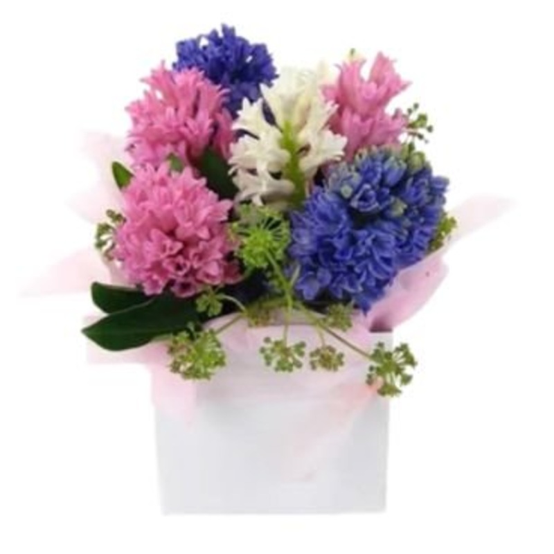 Colored Hyacinths in a Box-Extra Small (6 stems) & Small (10 stems) & Medium (15 stems) & Large (25 stems) & Extra Large (35 stems) & Luxury (45 stems) & Glamour (60 stems) & Exclusive Glamour (80 stems) & Premium (100 stems)-Square Box & Hat Box-WHITE BO