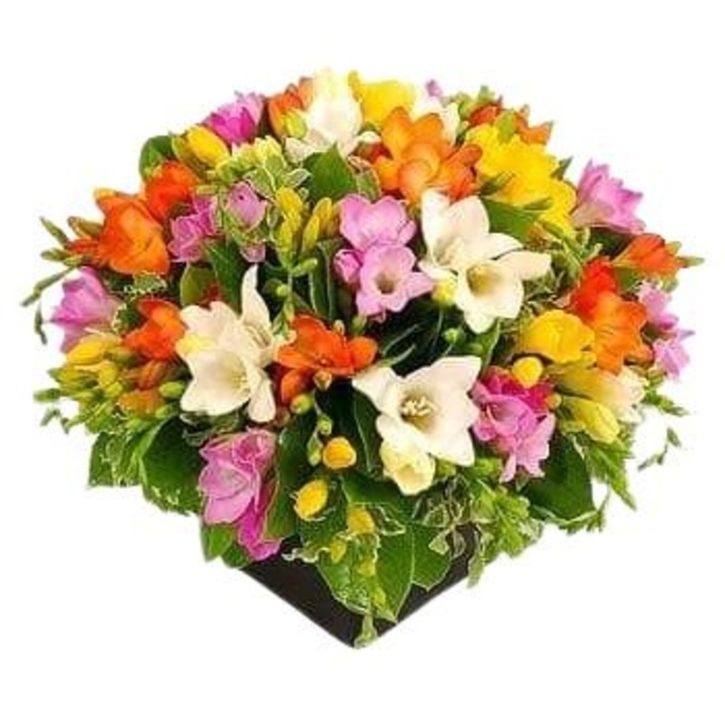 Colourful Freesias Box-Small (20 stems) & Medium (30 stems) & Regular (40 stems) & Large (55 stems) & Extra Large (70 stems) & Luxury (85 stems) & Glamour (100 stems) & Exclusive Glamour (120 stems) & Premium (140 stems) & Premium Plus (180 stems) & Posh
